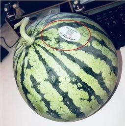 诸暨吃瓜网红是谁啊,网络红人的崛起与影响力